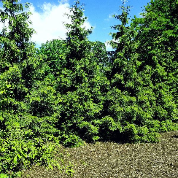 Arborvitae 'Green Giant' image