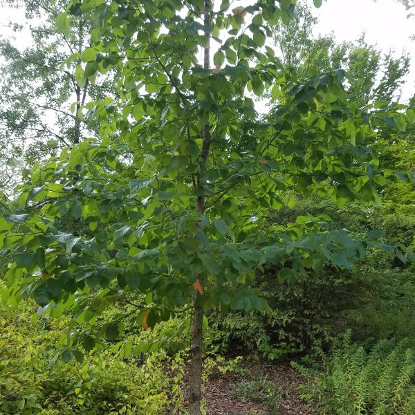 Black Gum Tree image