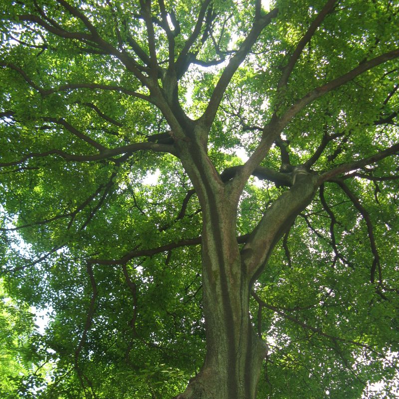 Hackberry Tree image