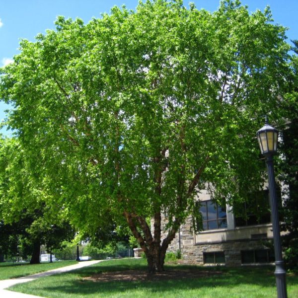 River Birch image