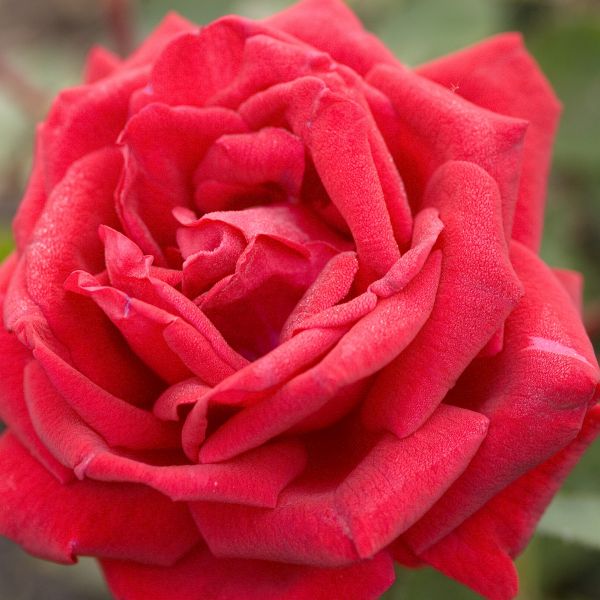 Easy Elegance Como Park Rose image