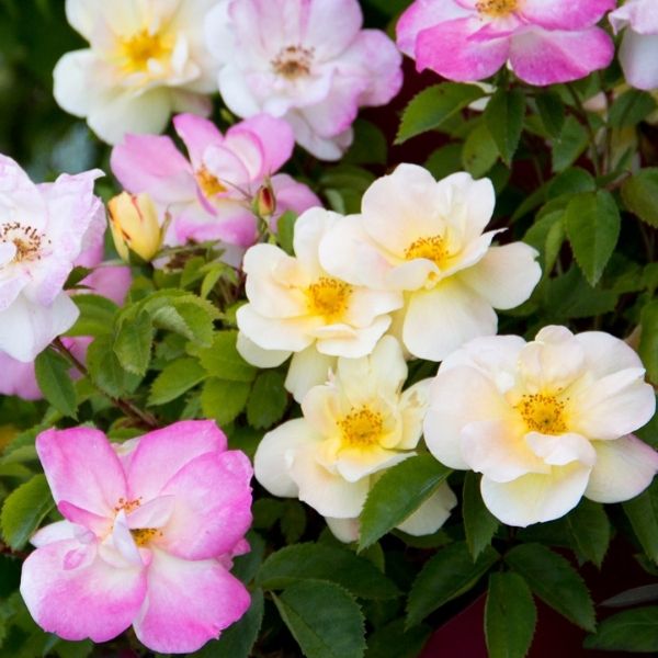 Peach Lemonade Rose image