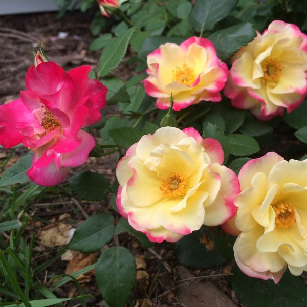 Campfire Rose image