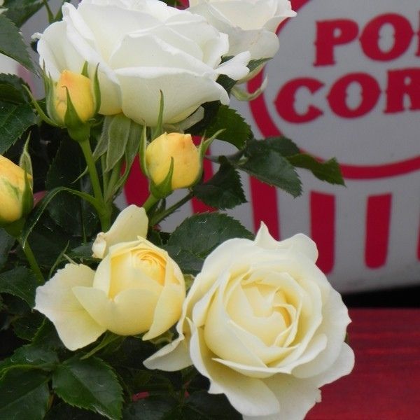 Popcorn Drift Rose image