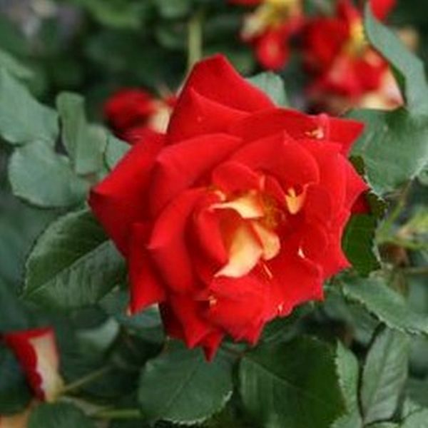 Ketchup & Mustard Floribunda Rose Rosa 'WEKzazette' Vibrant Blooms