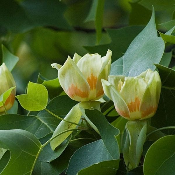Tulip Poplar image