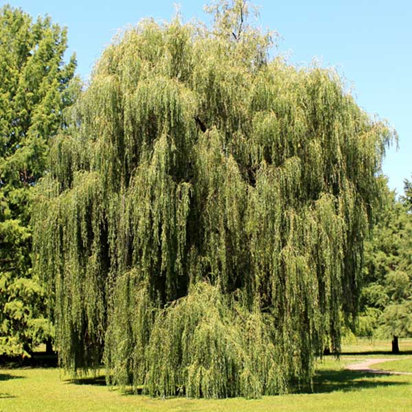 Weeping Willow Tree image