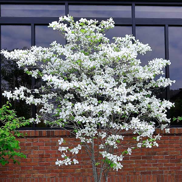 White Flowering Dogwood image