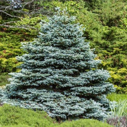 Fat Albert Colorado Blue Spruce image