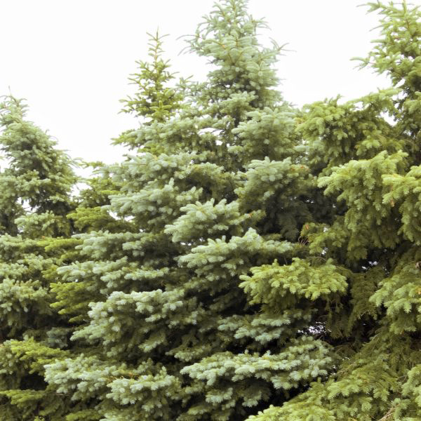 Colorado Spruce image