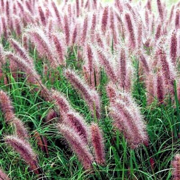 Redhead Fountain Grass image