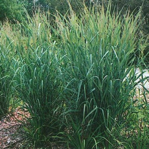 Dallas Blues Switch Grass image