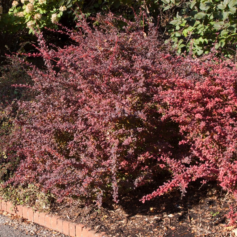 Rose Glow Barberry image