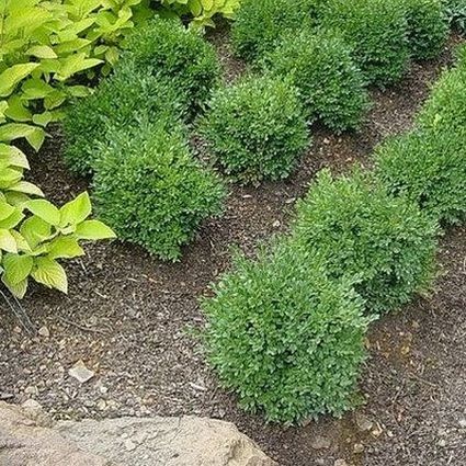 Green Velvet Boxwood (Buxus x 'Green Velvet') - Lush, Evergreen Foliage for  Perfect Hedges and Borders