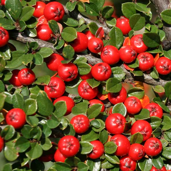 Cranberry Cotoneaster image