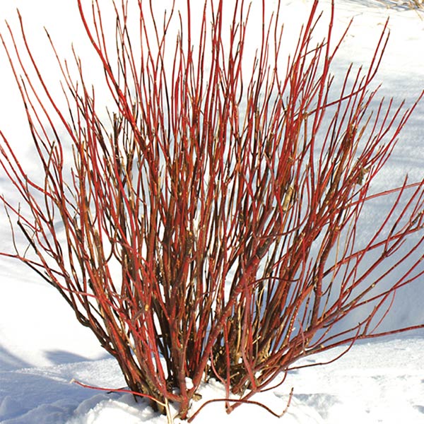 Arctic Fire Dogwood image