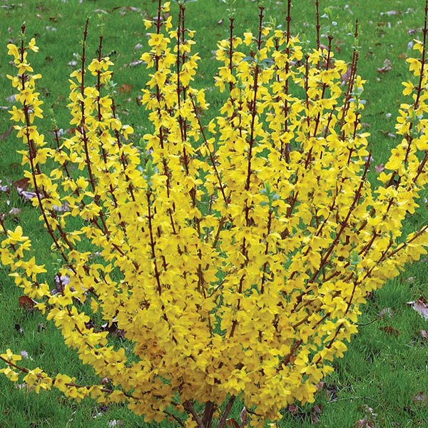 Show Off Forsythia image