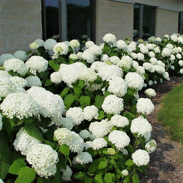 Annabelle Hydrangea image