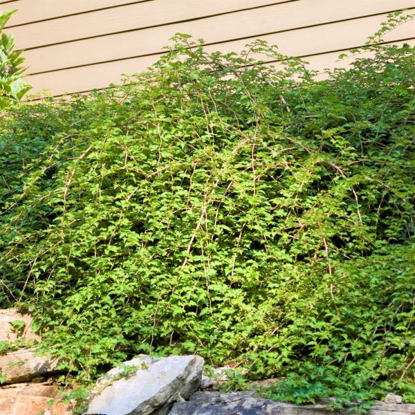 Crispa Lace Shrub image