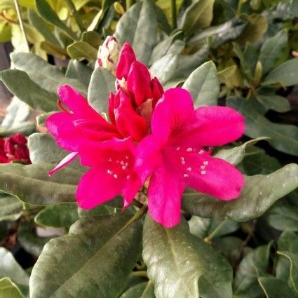 Nova Zembla Rhododendron image