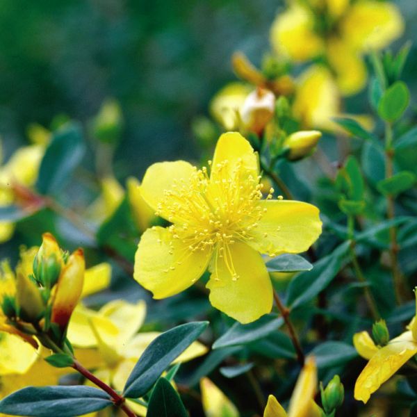 Sunburst St Johns Wort image