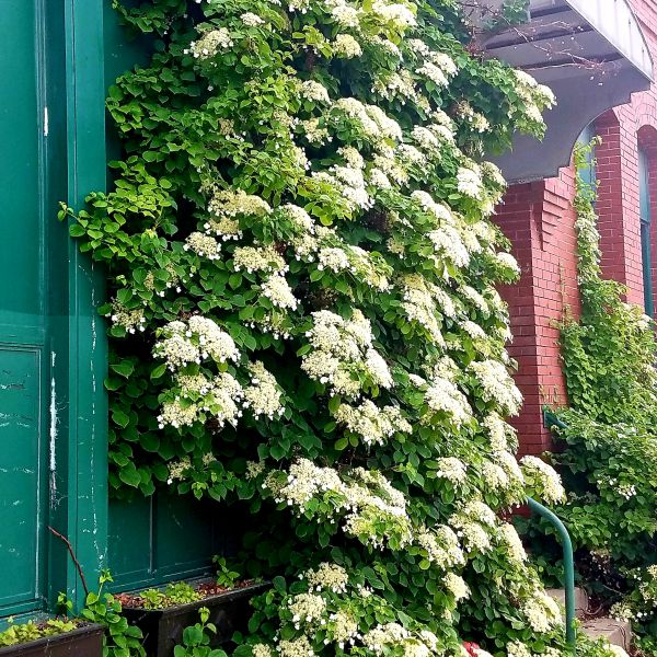 Climbing Hydrangea image