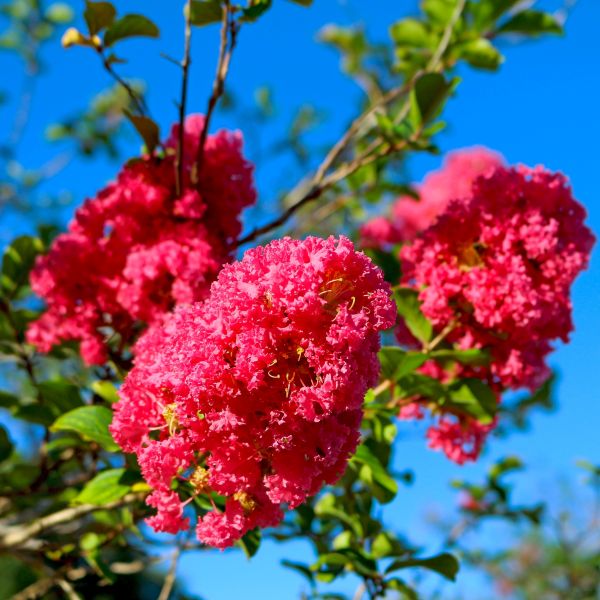 Pink Crape Myrtle image