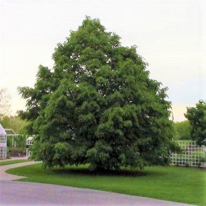 Littleleaf Linden image