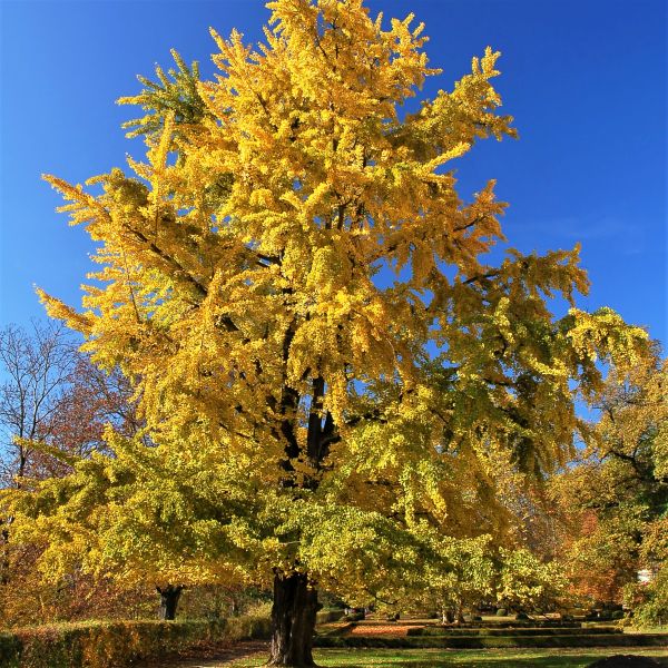 Princeton Sentry Ginkgo image