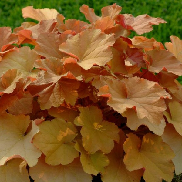 Caramel Coral Bells image