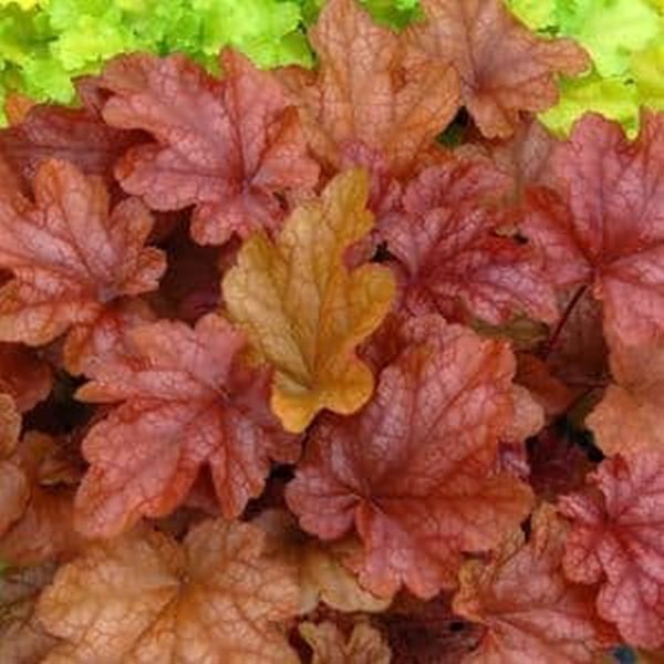 Peach Flambe Coral Bells image