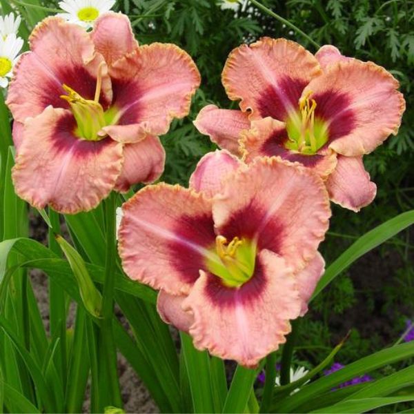 Daring Deception Daylily image