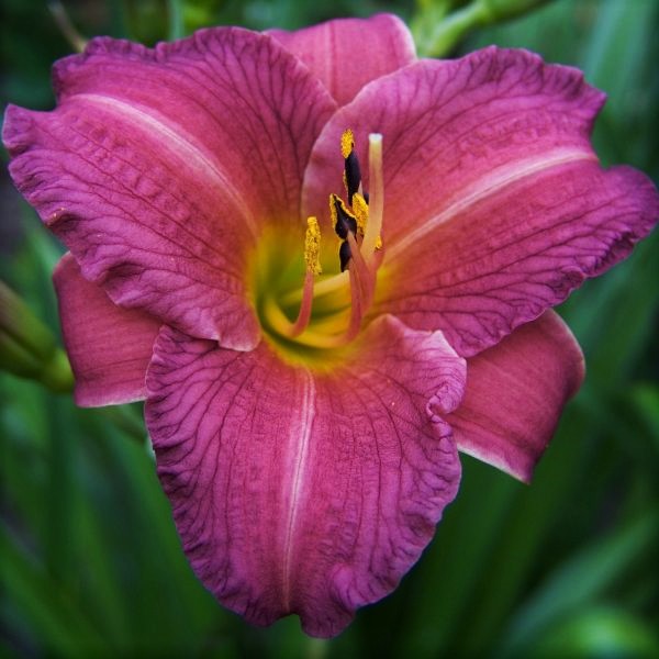 Purple D' Oro Daylily image