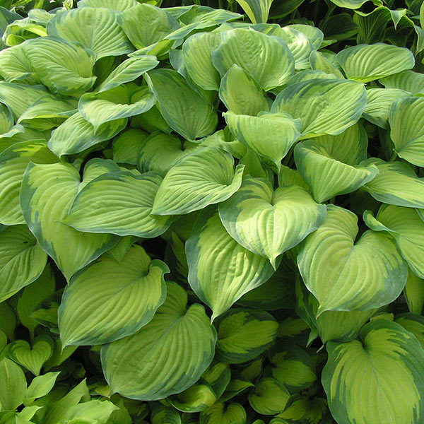 Guacamole Hosta image