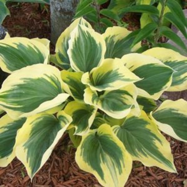 Liberty Hosta image