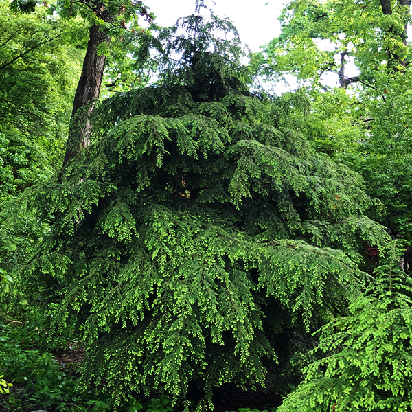 Canadian Hemlock image