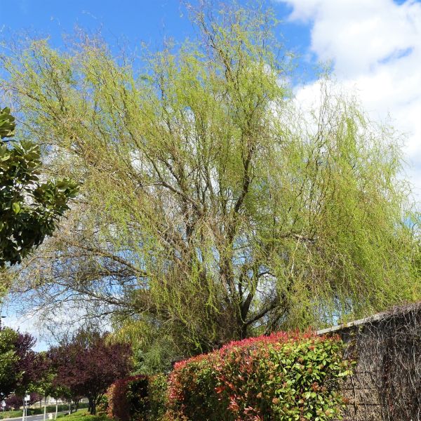 Corkscrew Willow image