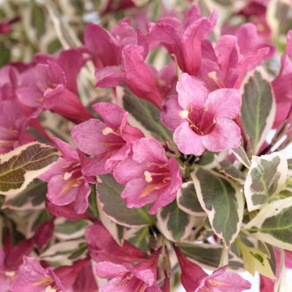 My Monet Weigela image
