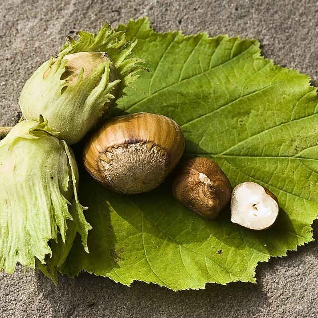 American Hazelnut Filbert Tree image