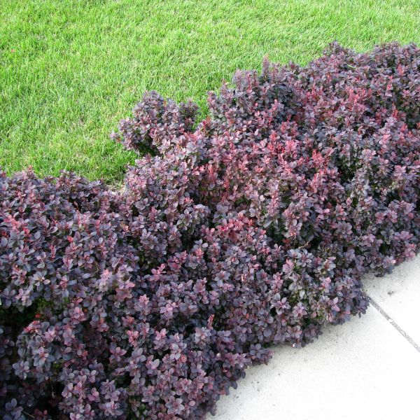 Concorde Barberry image