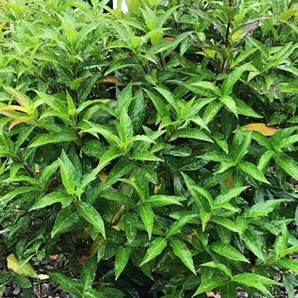 Butterfly Bush Honeysuckle image