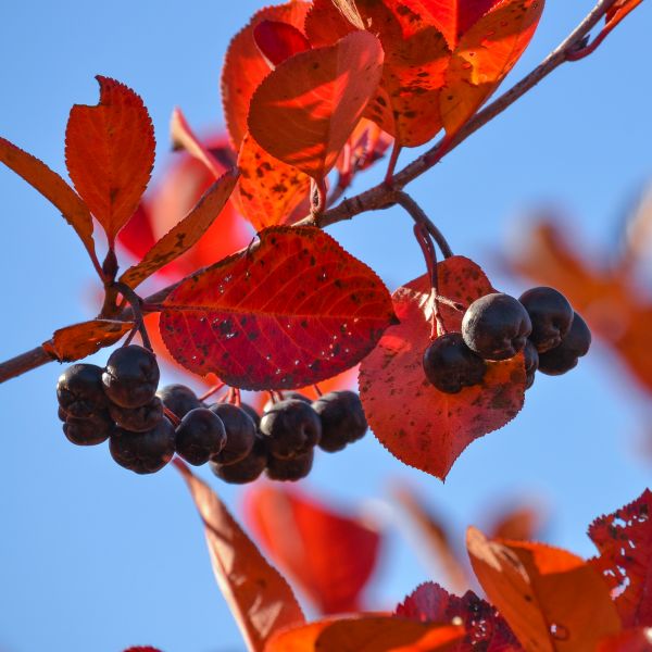Autumn Magic Black Chokeberry image