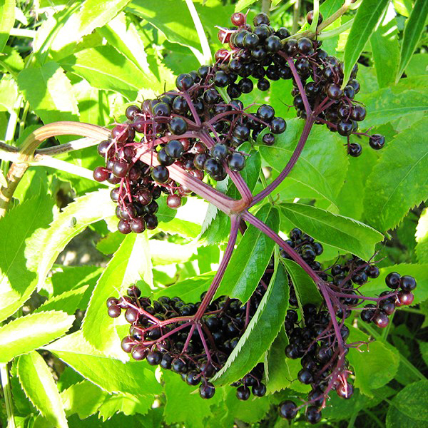 York Elderberry image