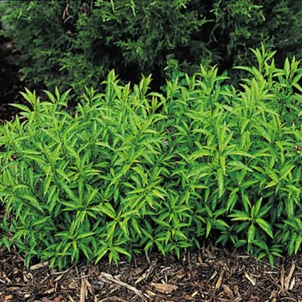 Dwarf Forsythia image