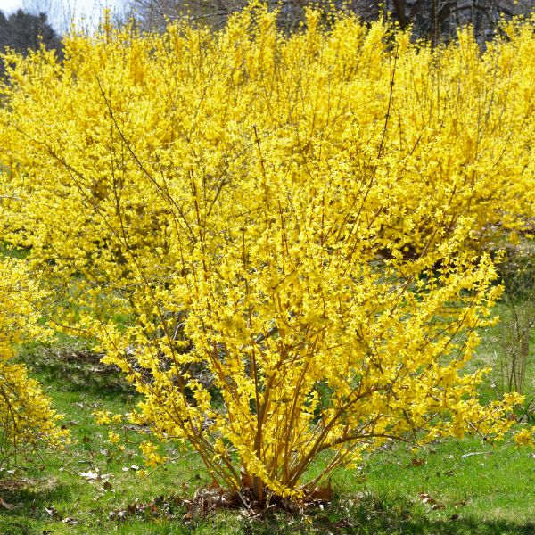 Gold Cluster Forsythia image