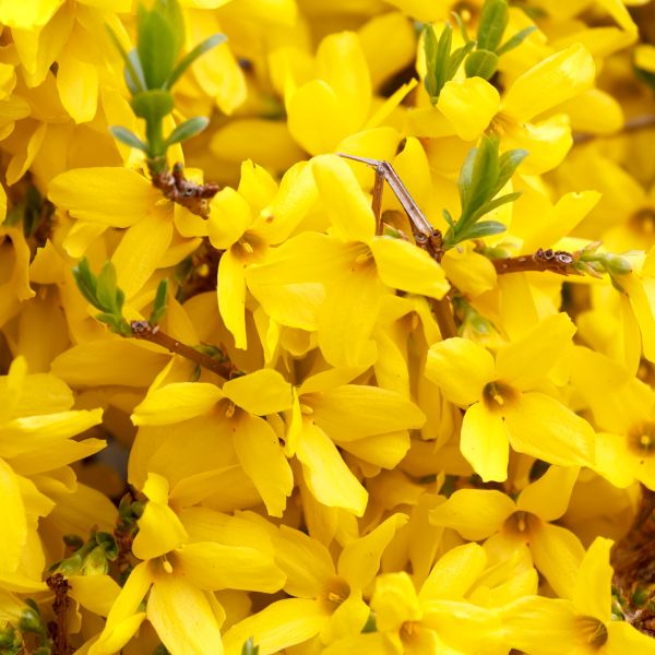 Gold Tide Forsythia image