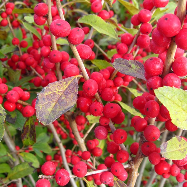 Red Sprite Holly image