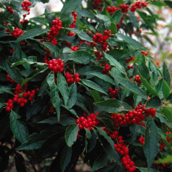 Winter Red Holly image