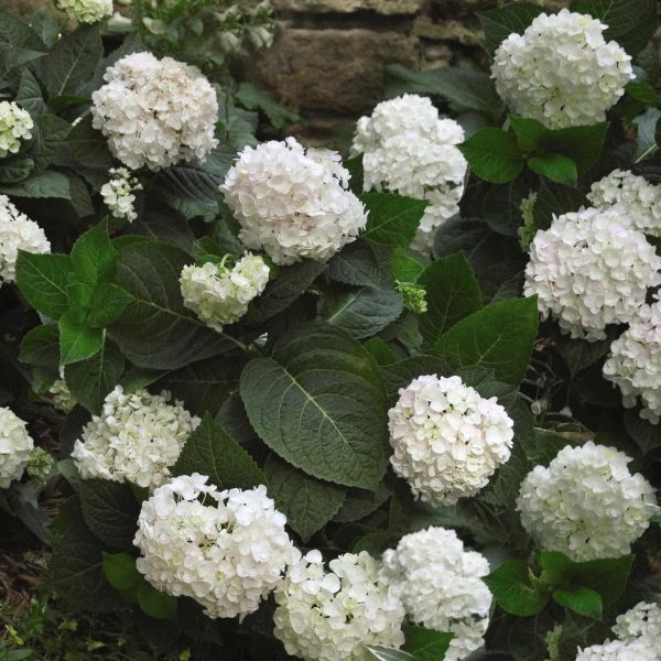 Endless Summer Blushing Bride Hydrangea image