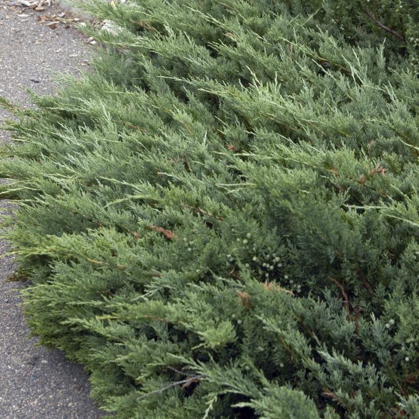 Hughes Juniper image